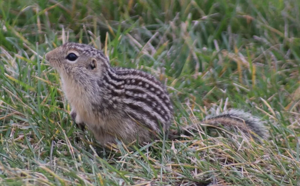 Thirteen-lined ground squirrel in short grass, showing the alternating dark and pale stripes and rows of pale spots along its back