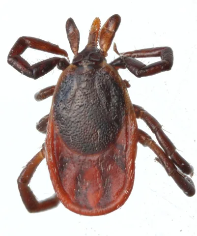 Adult female blacklegged tick, reddish body with a dark shield behind the head