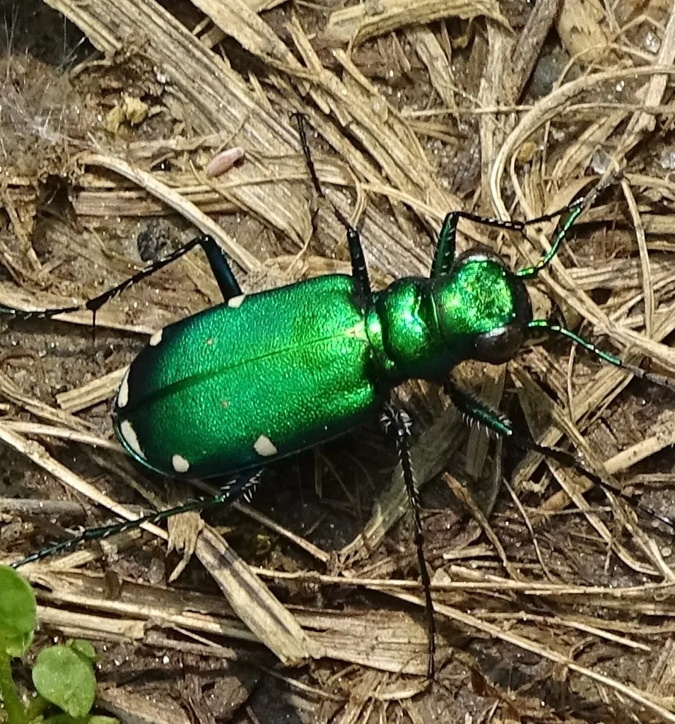 Six-spotted tiger beetle, bright metallic green, on dry grass