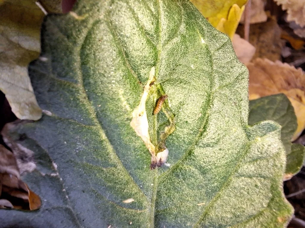 Leaf mine made by a tomato pinworm larva in a fuzzy green leaf