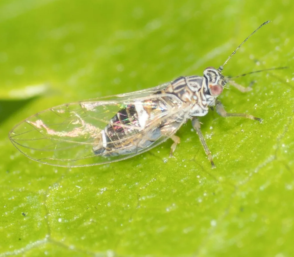 Potato/tomato psyllid adult, a tiny cicada-like insect with clear wings and white bands, on a green leaf