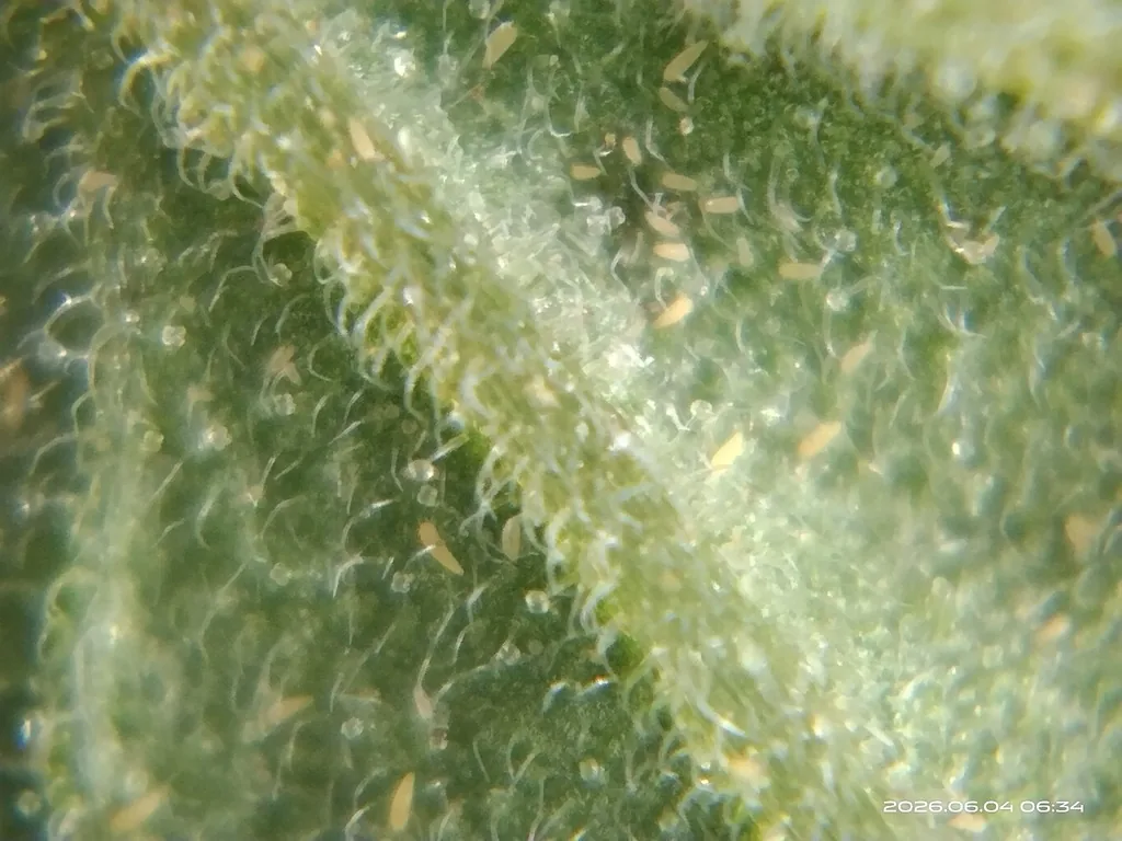 Tiny yellowish tomato russet mites among the hairs of a tomato stem