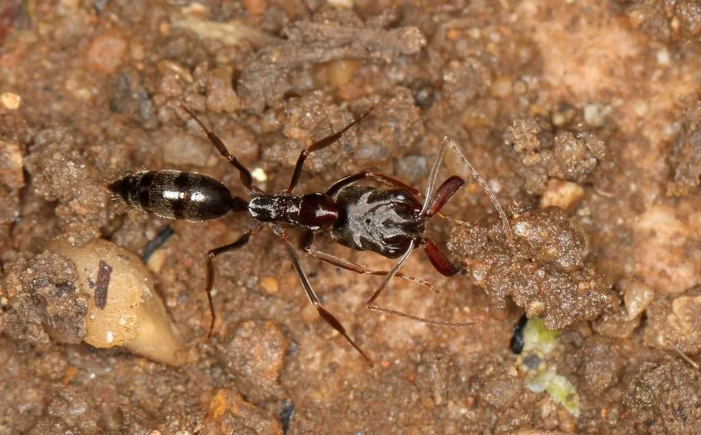 Trap-jaw ant worker seen from above on reddish soil, a slender, shiny dark ant with a long head and wide-open jaws
