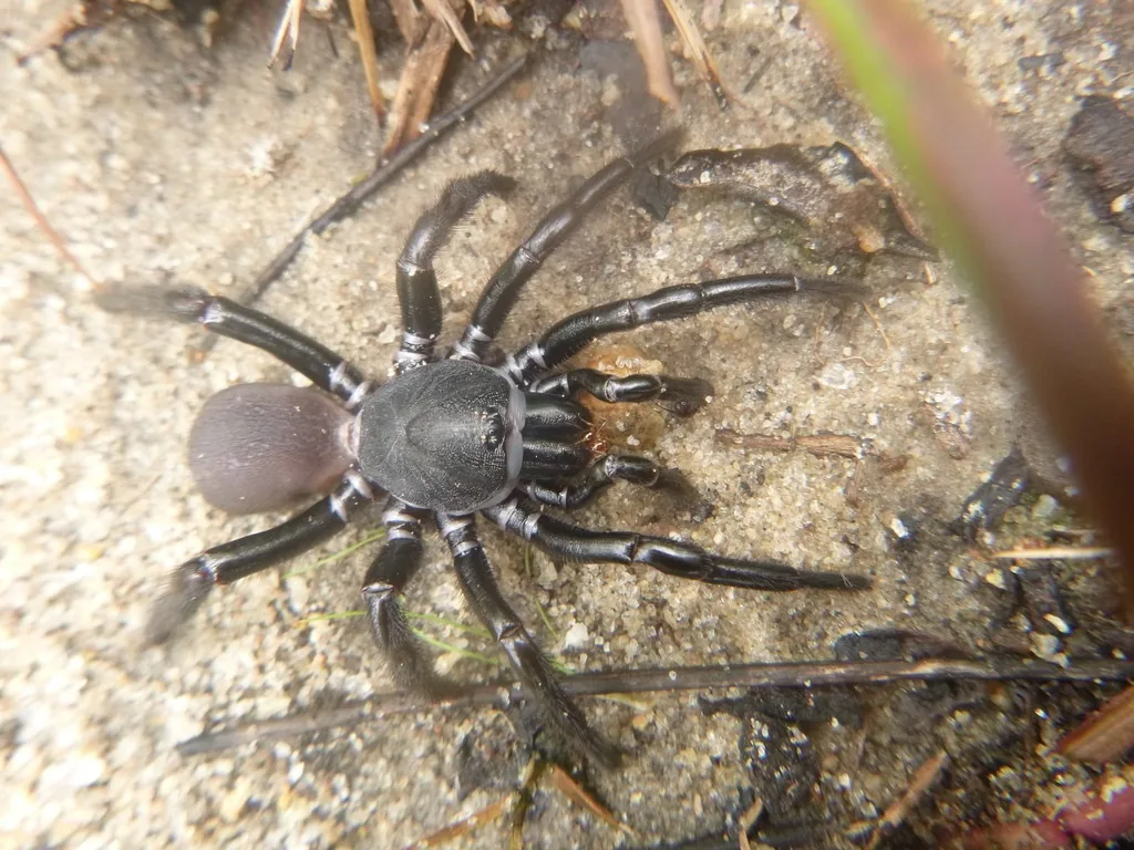 Cork-lid trapdoor spider seen from above on sandy soil, a stout glossy black spider with thick legs and a rounded dark abdomen