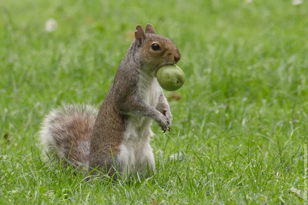 Eastern gray squirrel sitting upright on a lawn with a green nut held in its mouth and its bushy tail curled behind it