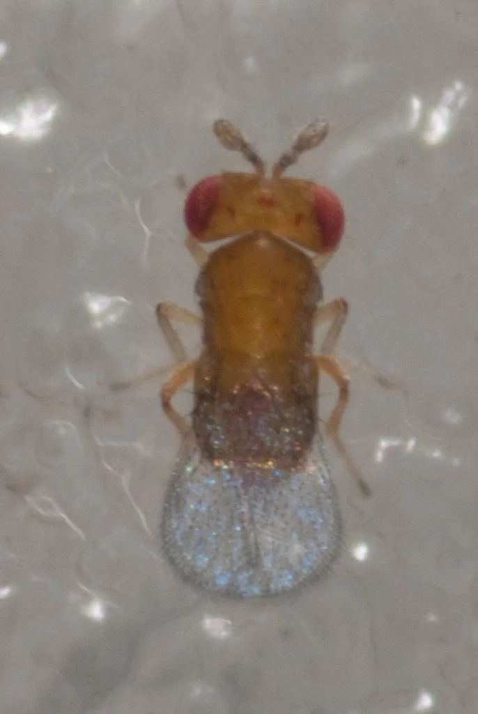 Highly magnified Trichogramma wasp adult with a yellowish-brown body, red eyes and clear wings fringed with fine hairs