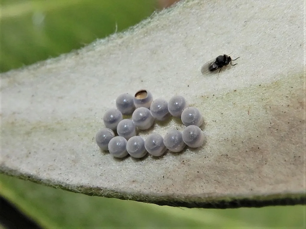 Tiny black Trissolcus wasp next to a cluster of stink bug eggs on a leaf; the eggs have darkened and one has an emergence hole
