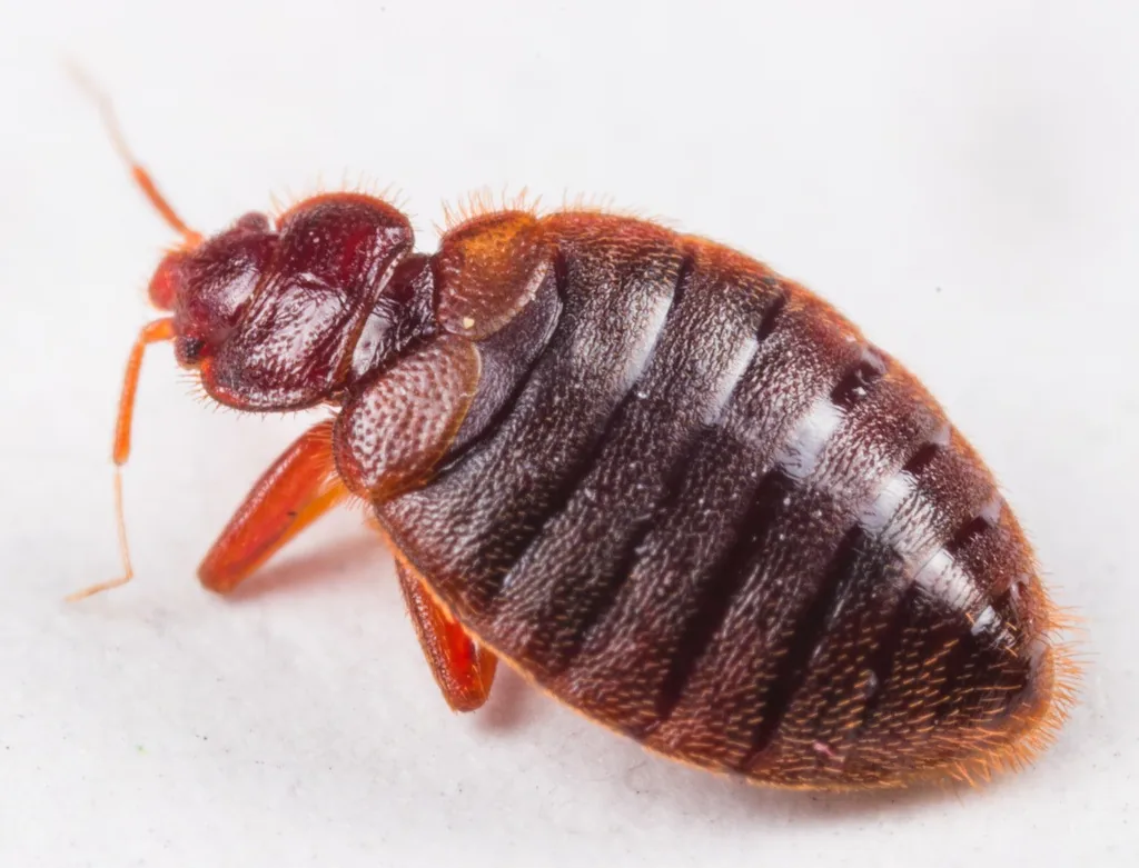 Adult tropical bed bug, a flat, oval, reddish-brown wingless bug, on a white surface
