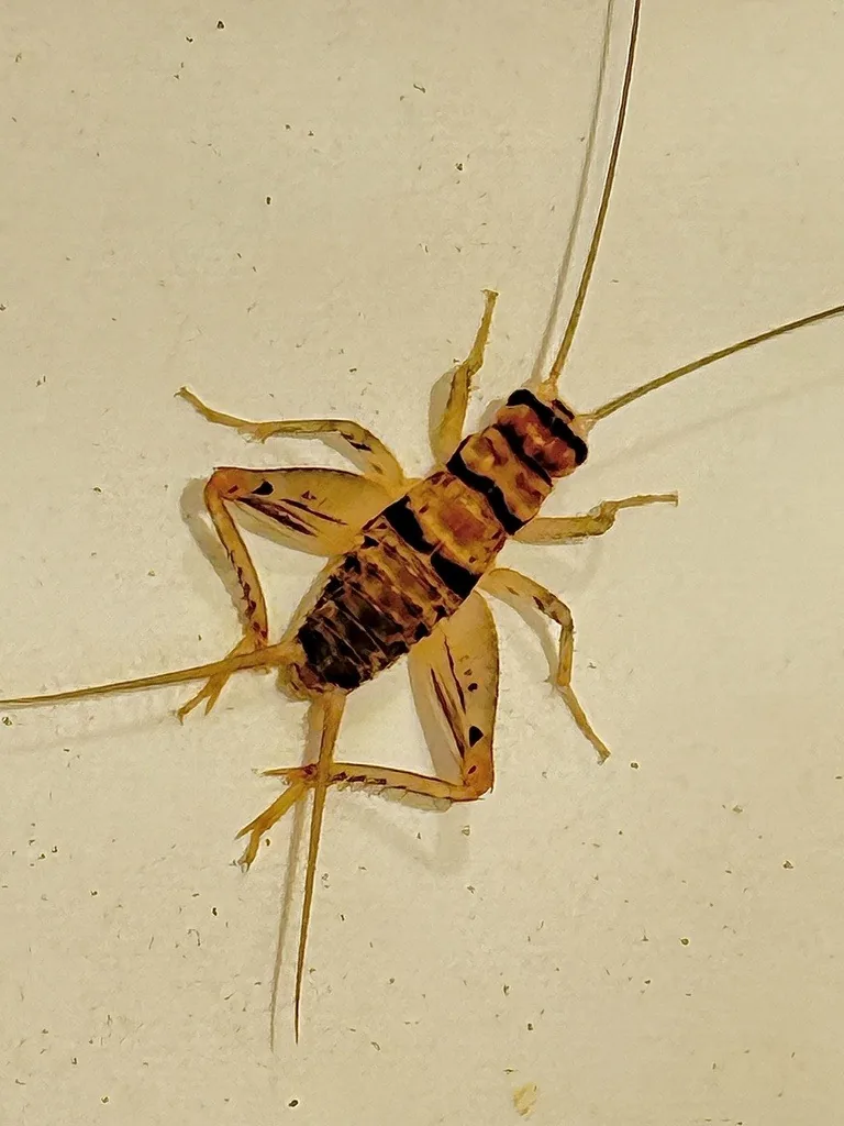 Tropical house cricket, a light yellowish-brown cricket with dark bands across the abdomen, on a pale surface