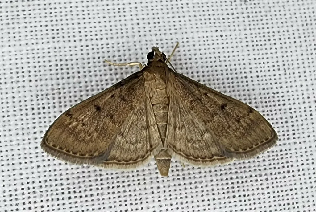 Tropical sod webworm moth, a dingy brown triangular moth, resting on a surface