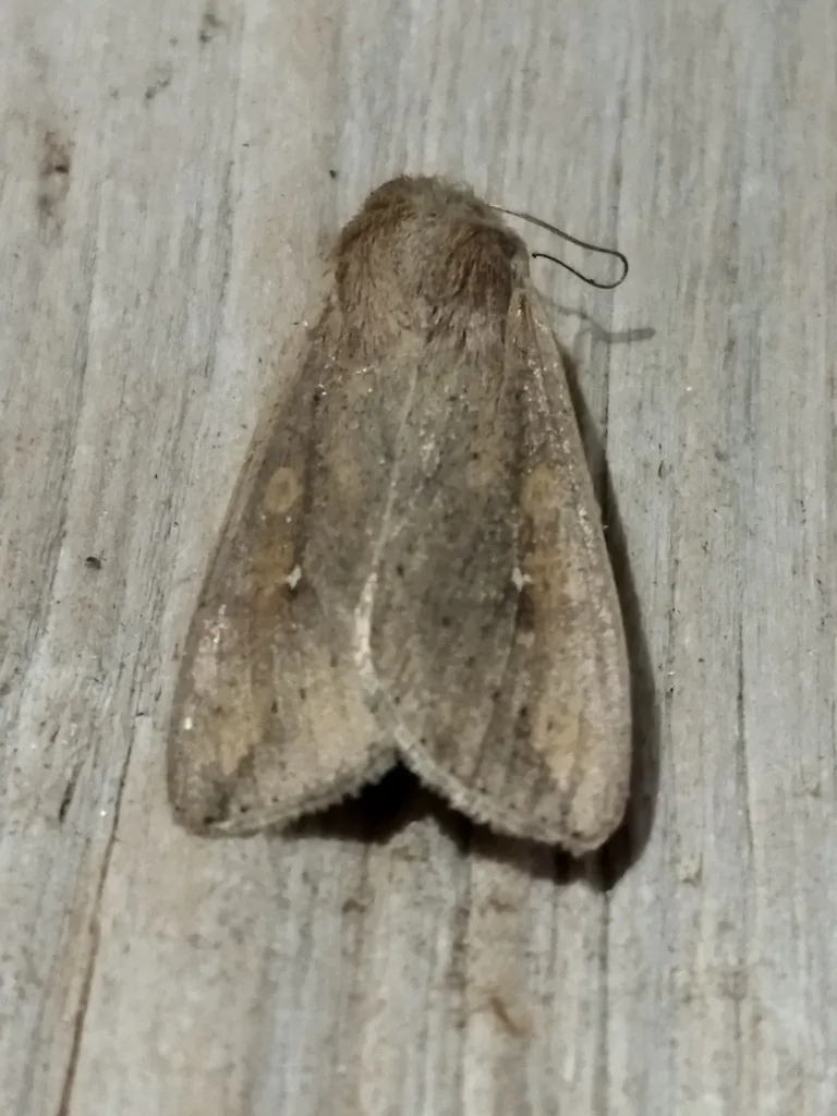 True armyworm moth, tan to grayish brown with a tiny white dot on each forewing, resting on weathered gray wood