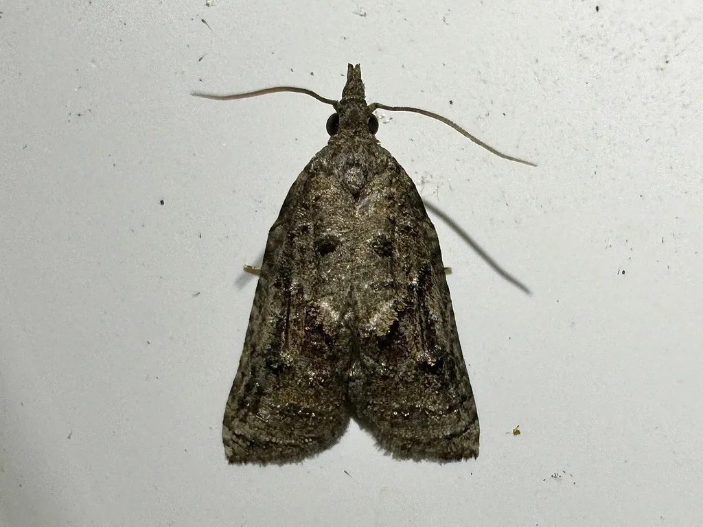 Tufted apple bud moth, a gray and brown moth with darker wing tips, resting on a white sheet