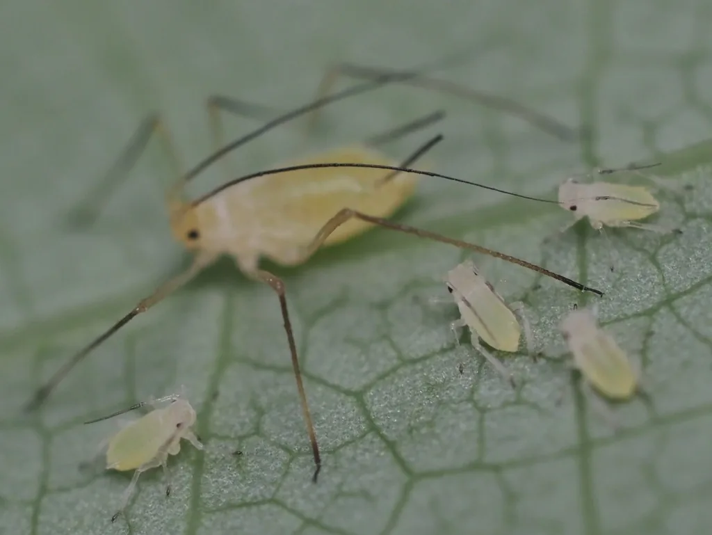 Pale yellow-green tuliptree aphid with long legs, with smaller nymphs on a leaf