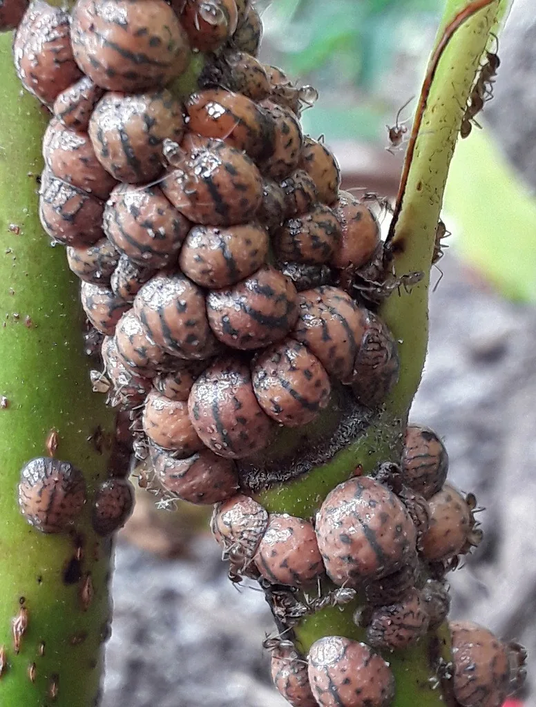 Tuliptree scales, large puffy rounded soft scales crowded on a twig