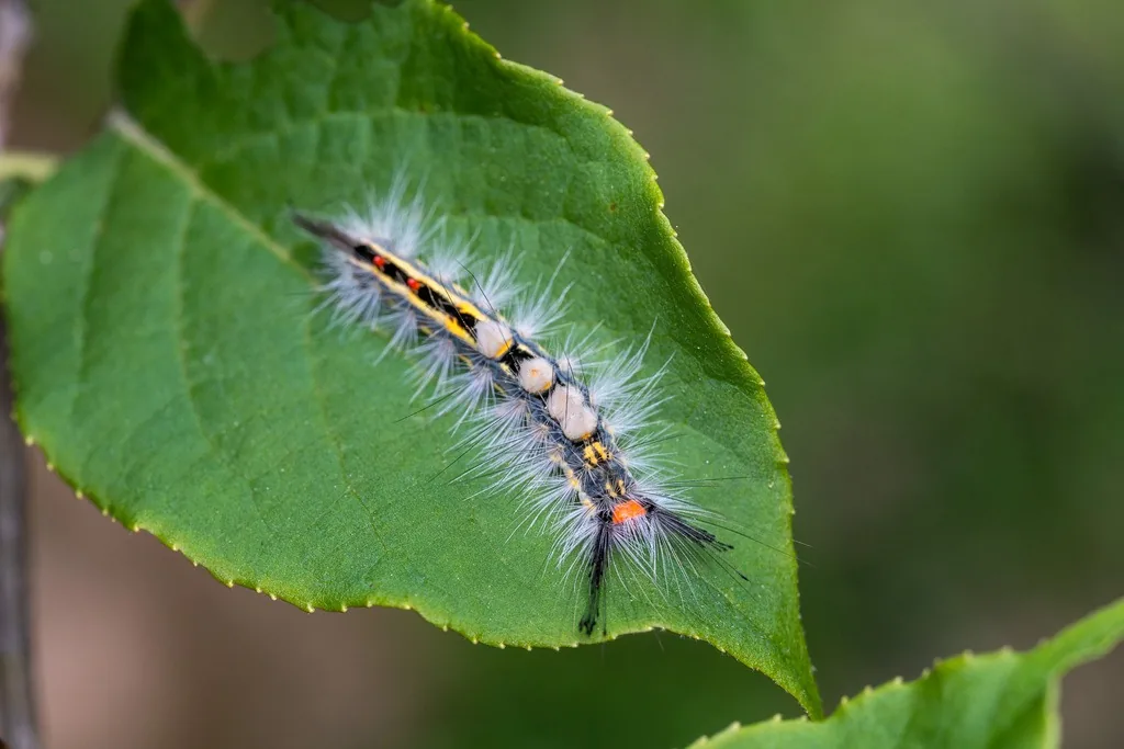 Whitemarked tussock moth caterpillar on a green leaf, covered in long gray-white hairs with pale tufts along its back and a dark stripe