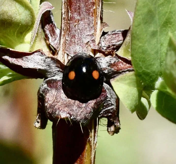 Shiny black twicestabbed lady beetle with one red spot on each wing cover, seen from above on a plant stem