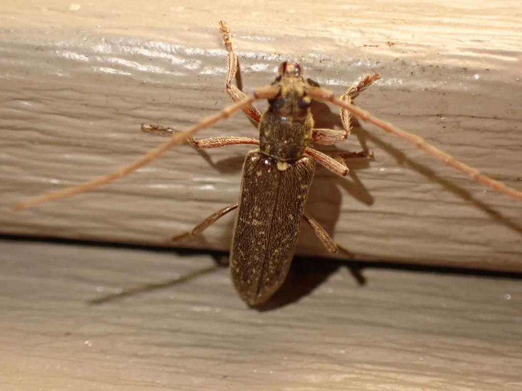 Twig pruner beetle, a slender tan longhorned beetle with long antennae, on a painted board