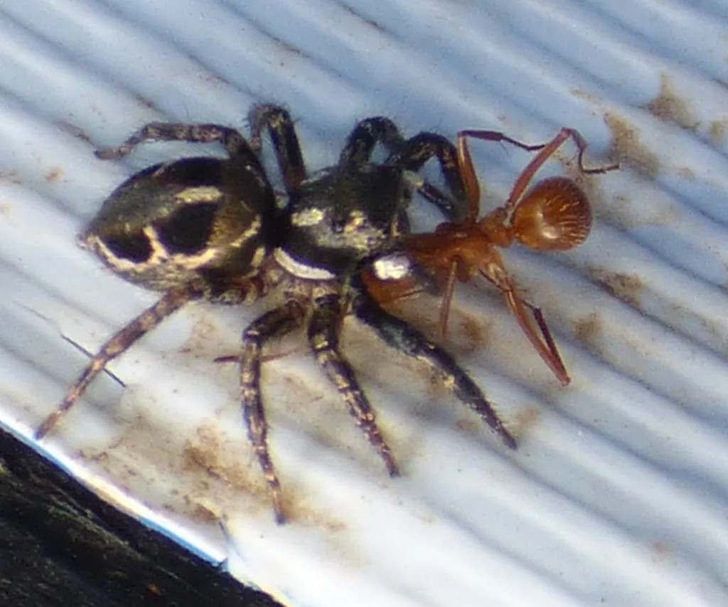 Twin-flagged jumping spider carrying an ant it caught