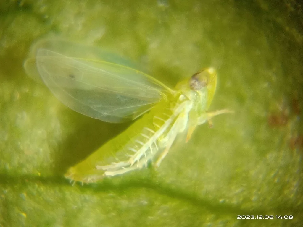Pale green two-spotted cotton leafhopper adult on a leaf