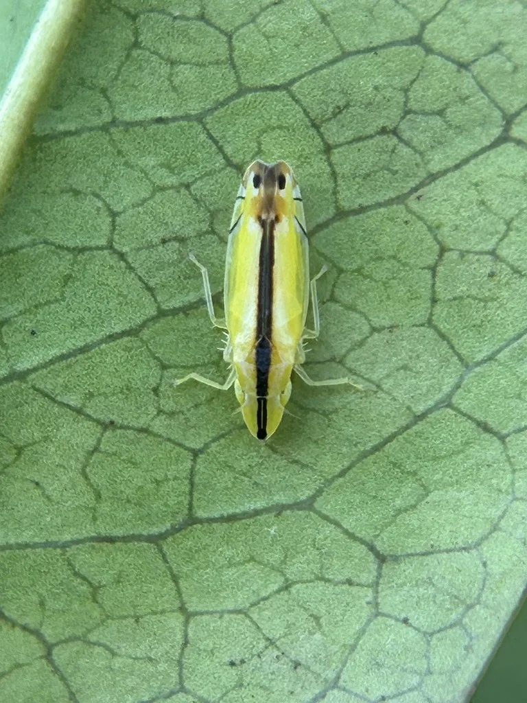 Adult two-spotted leafhopper resting on a leaf, a slender yellow insect with a dark stripe down the middle of its back