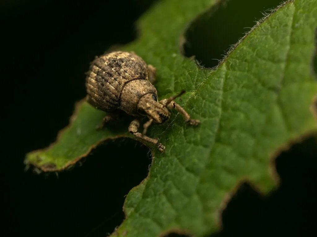 Twobanded Japanese weevil, a stout pear-shaped brown and gray weevil, on a leaf with notched edges