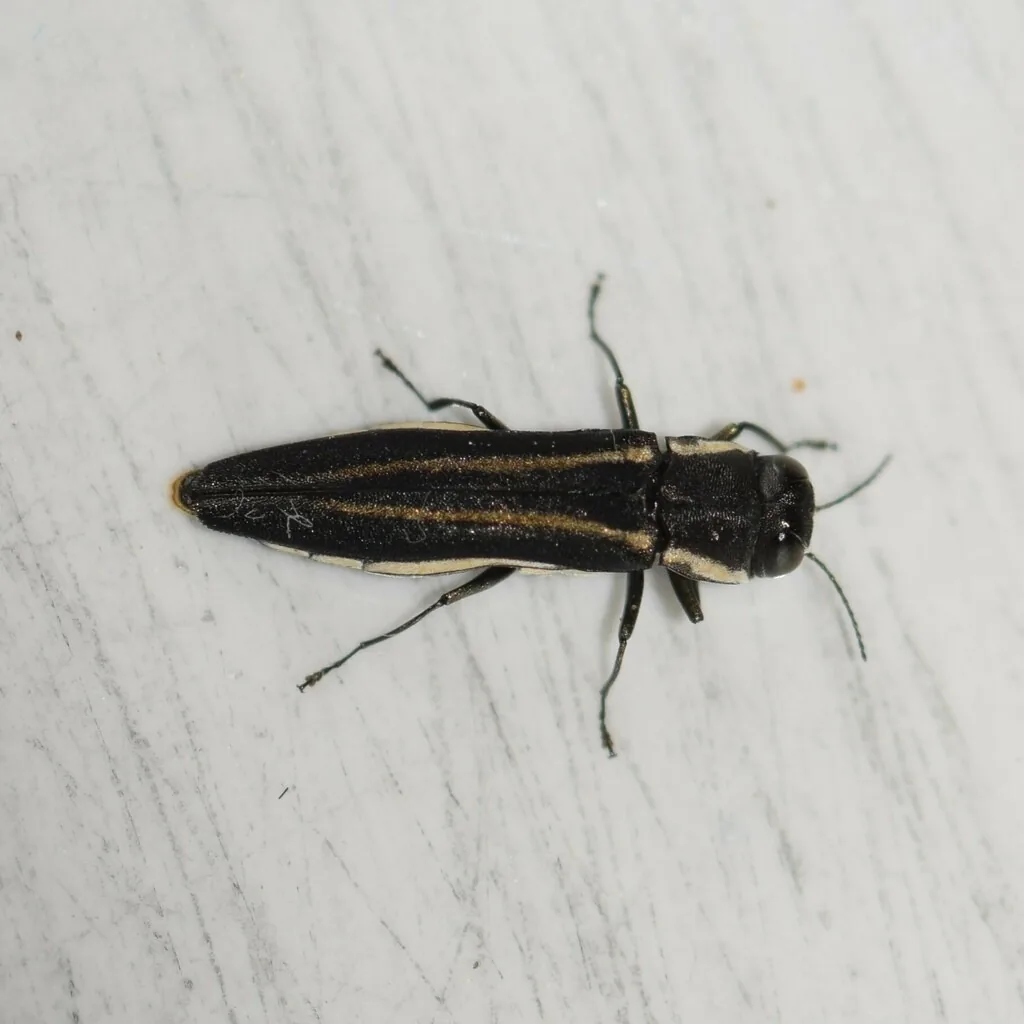 Twolined chestnut borer, a slender bluish-black beetle with two thin pale stripes down its back, on a white surface