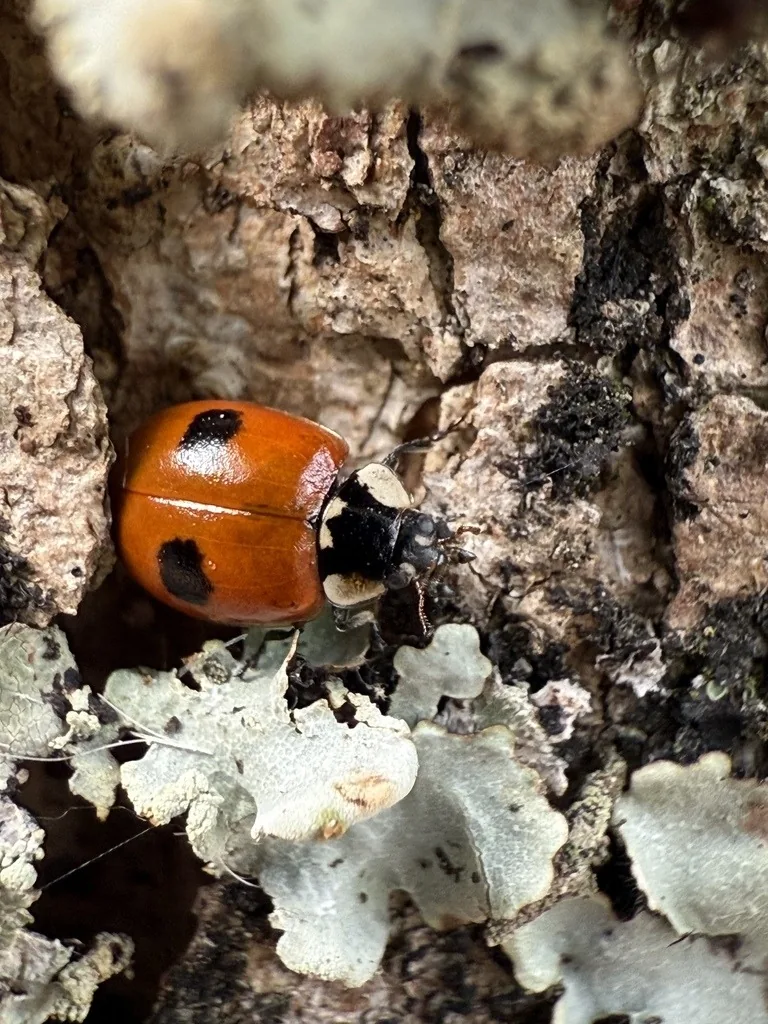 Twospotted lady beetle with orange-red wing covers each marked with one black spot, on lichen-covered bark