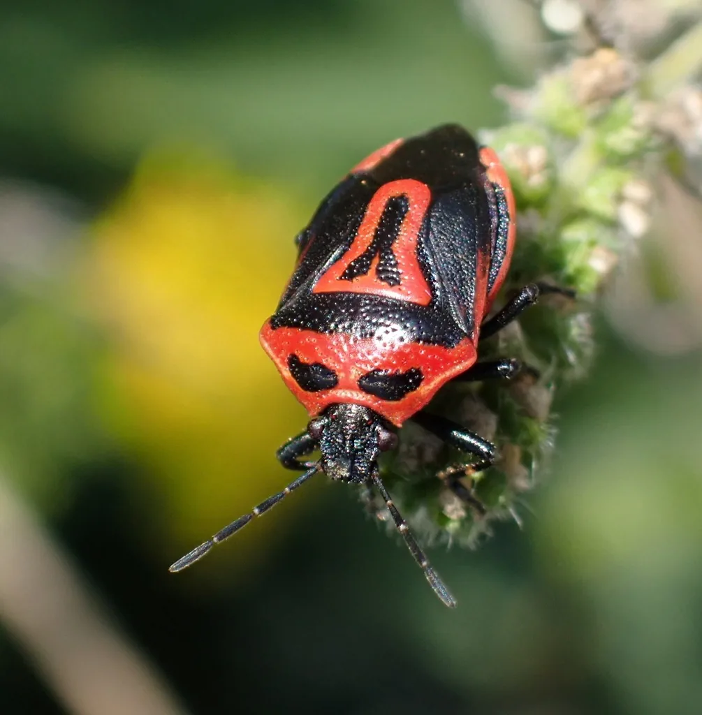 Twospotted stink bug with a black body and bright red-orange markings, perched on a plant