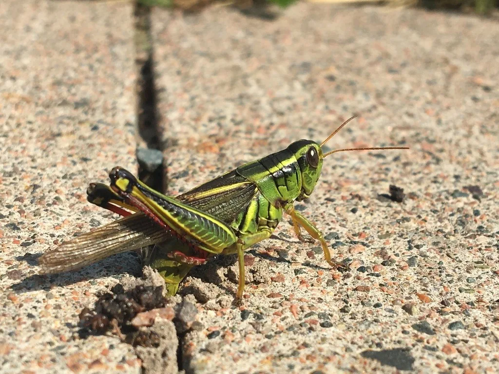 Twostriped grasshopper with pale stripes along its back on pavement