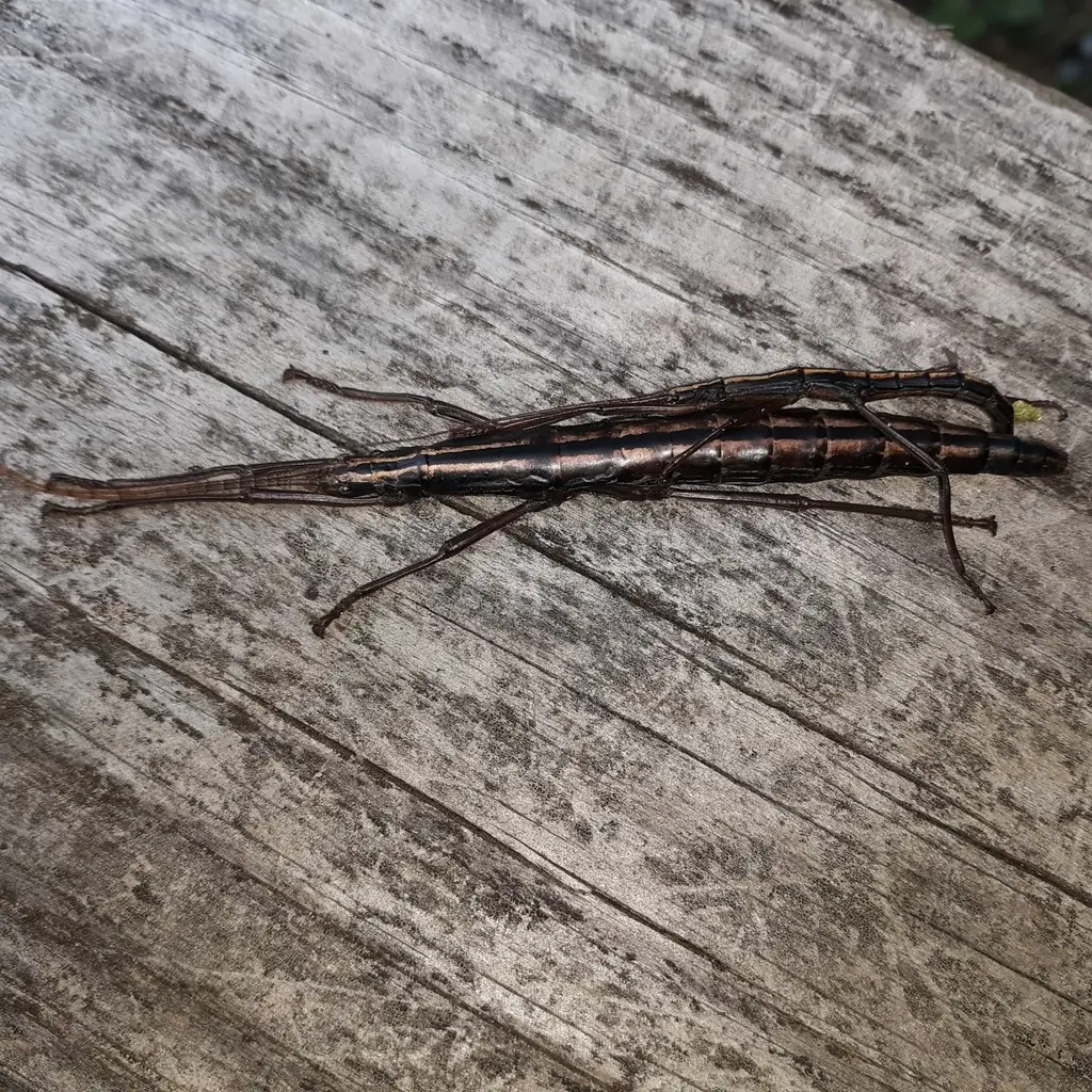 Twostriped walkingstick pair, a small male riding a larger striped brown female, on weathered wood