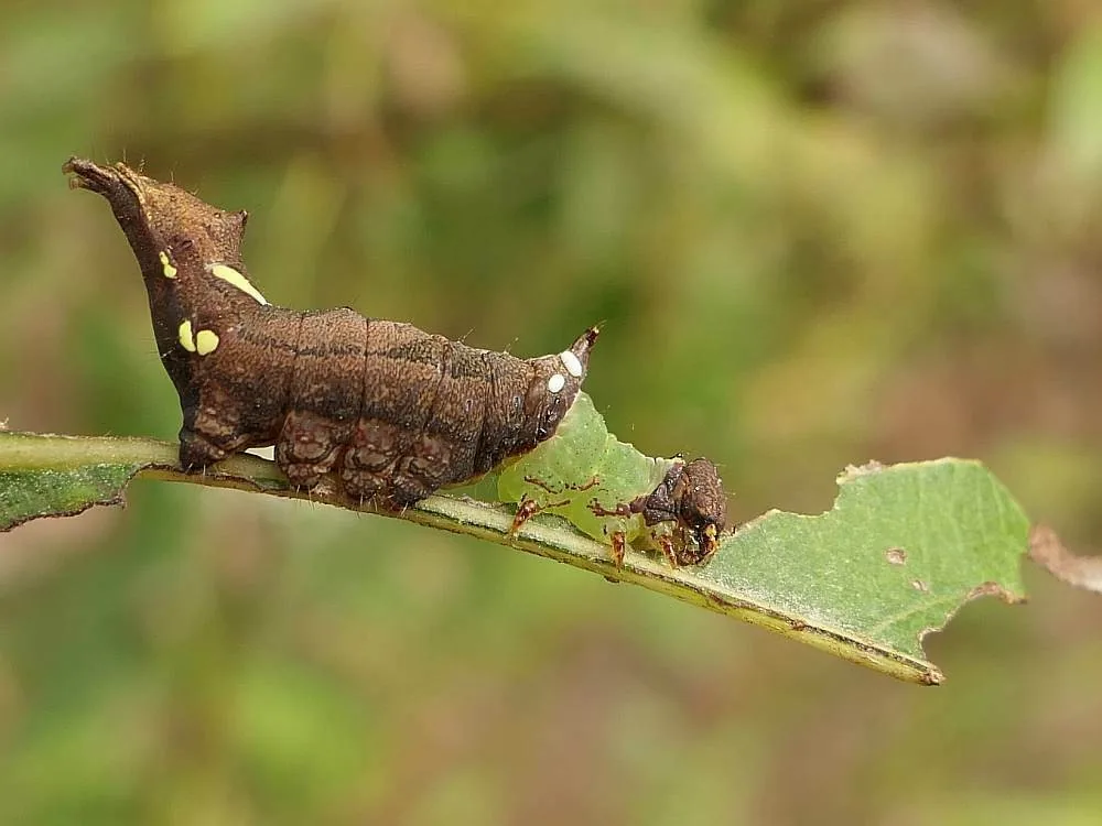 Unicorn caterpillar, mottled brown with a horn-like hump, on the chewed edge of a leaf