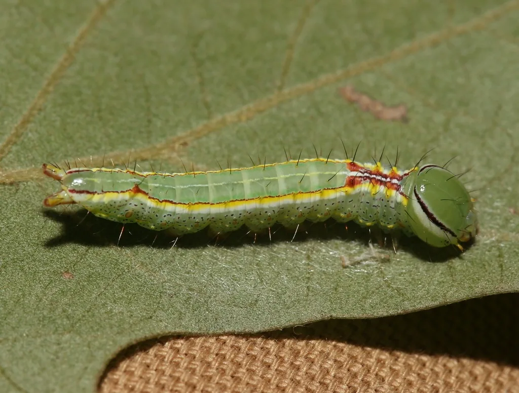 Variable oakleaf caterpillar, green with pale stripes and a reddish patch on its back, on a leaf
