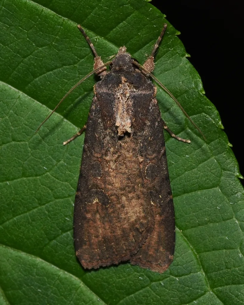 Adult variegated cutworm moth (pearly underwing), mottled brown, resting on a leaf