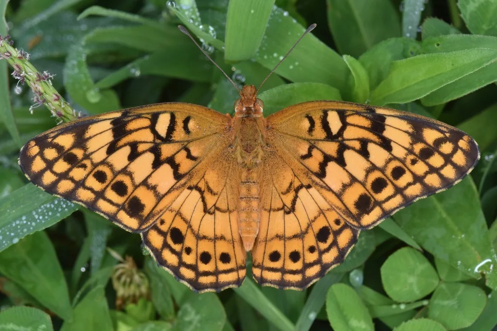 Variegated fritillary butterfly with wings open, tawny orange with dark veins and black spots near the edges