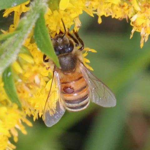Honey bee on goldenrod with a reddish-brown Varroa mite riding on its body