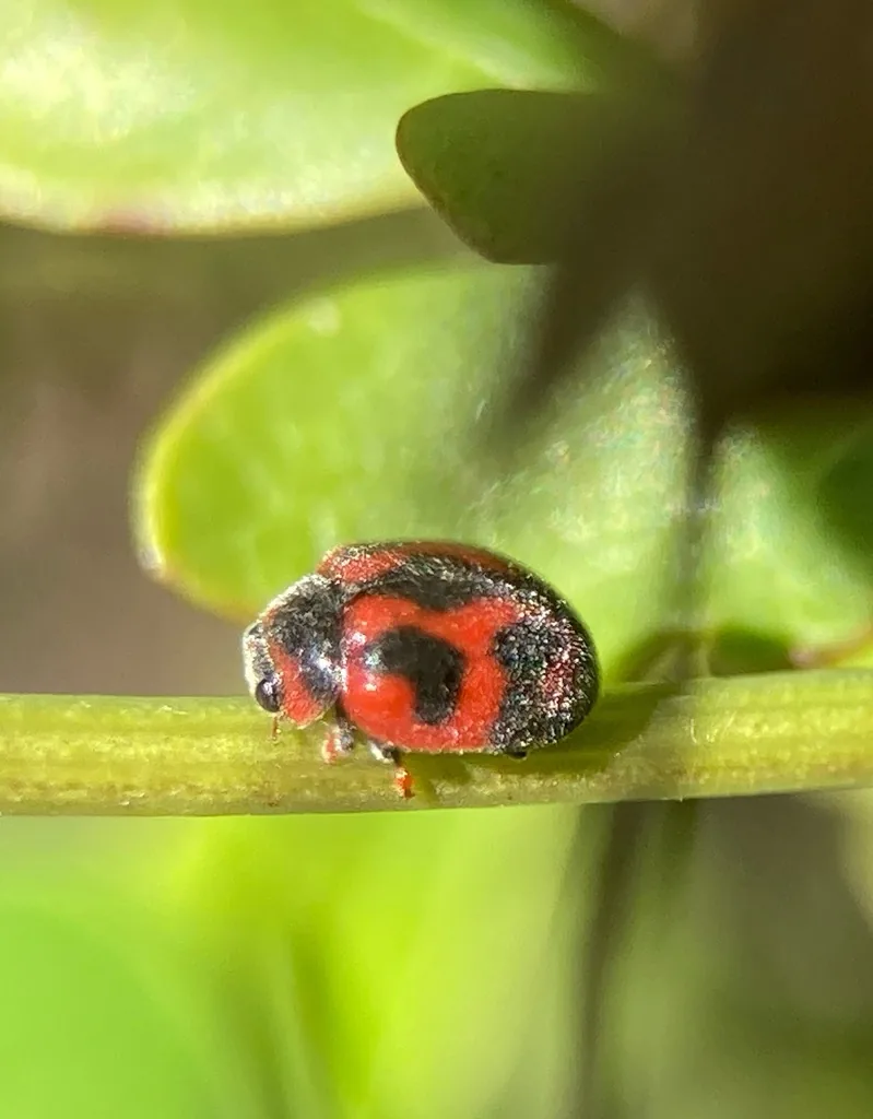 Small hairy vedalia lady beetle with red and black markings, walking along a green plant stem