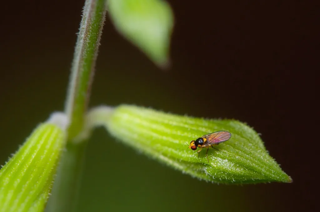 Small vegetable leafminer fly, black and yellow, on a leaf