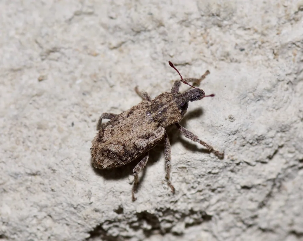 Vegetable weevil, a small brown-gray snout beetle with a pale V-shaped mark near the wing tips, on a flat surface