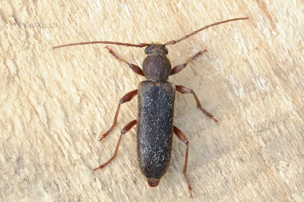 Velvet longhorned beetle, a slender dark brown beetle with reddish legs and long antennae, on a pale surface
