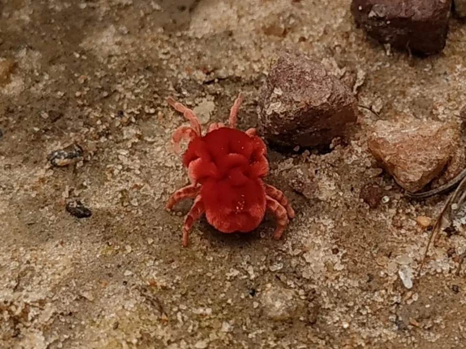 Bright red velvet mite crawling on the ground