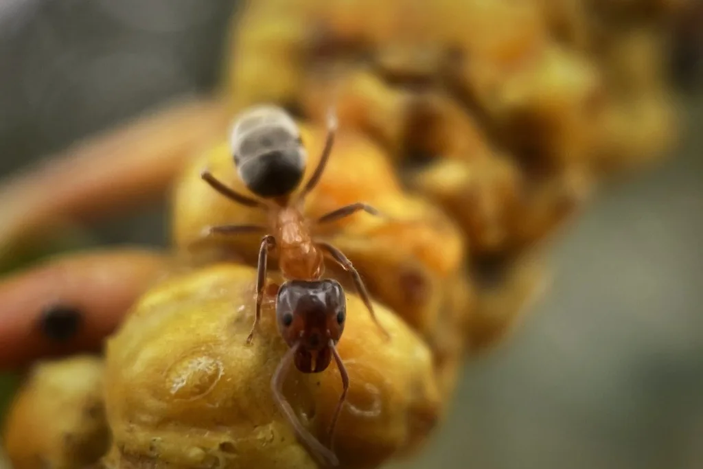 Velvety tree ant worker with a red-brown thorax and dark abdomen on a catkin