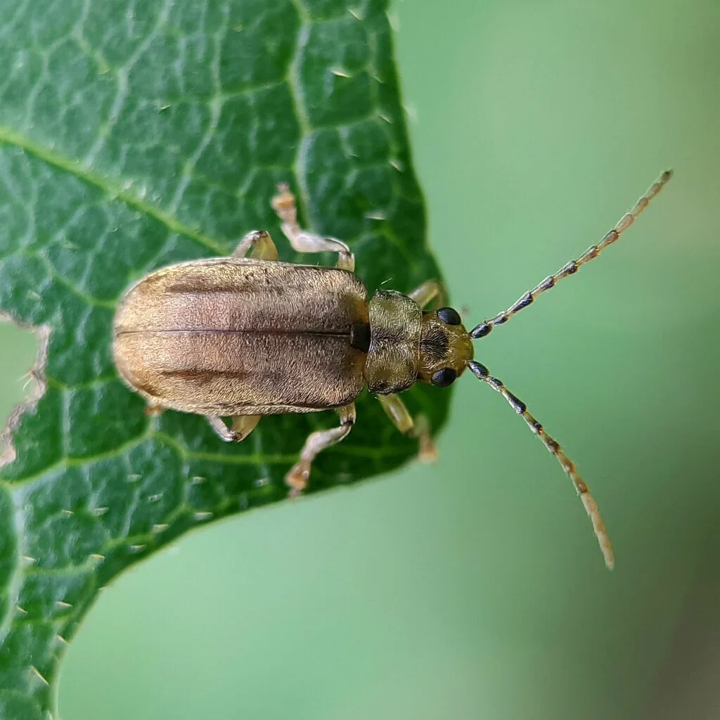 Adult viburnum leaf beetle, a small golden-brown beetle with long antennae, at the edge of a viburnum leaf