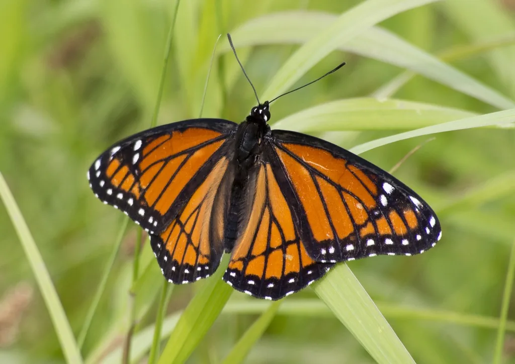 Orange-and-black viceroy butterfly showing the black line across the hind wing