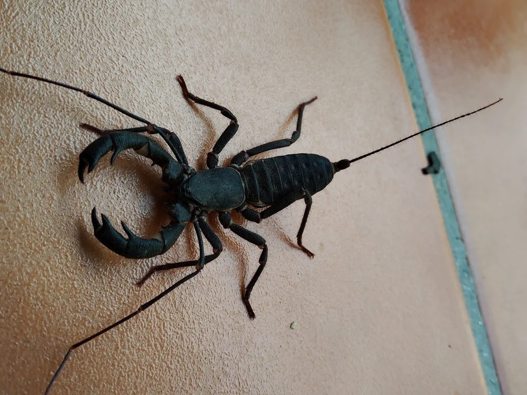 Vinegaroon seen from above on a tile floor, a glossy black arachnid with large curved pincers, long thin front legs and a long whip-like tail
