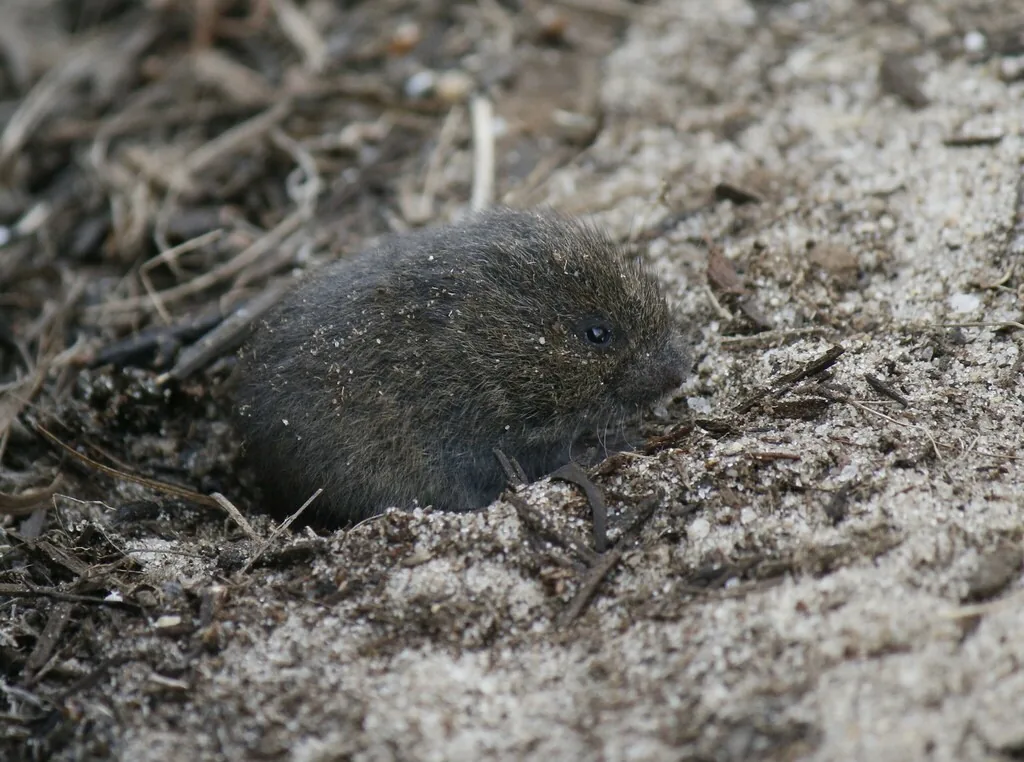 Meadow vole, a stocky dark brown rodent with small eyes and short ears, at a burrow opening in sandy soil