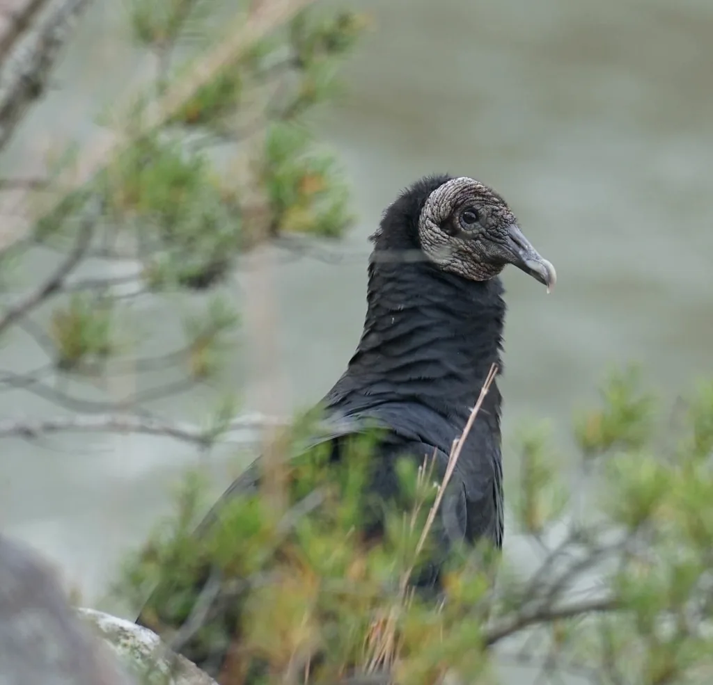Black vulture perched in a pine tree, showing black body feathers and a bare, wrinkled gray head and neck