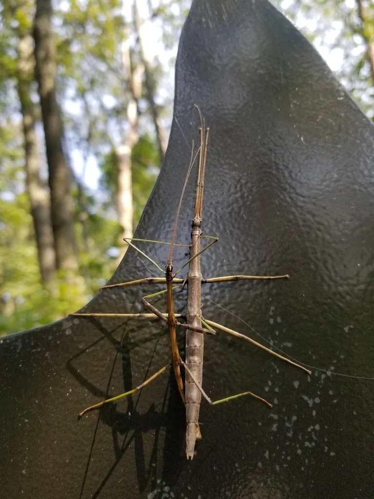 Northern walkingstick, a long, thin, twig-like brown insect with long legs and antennae, on a tree trunk