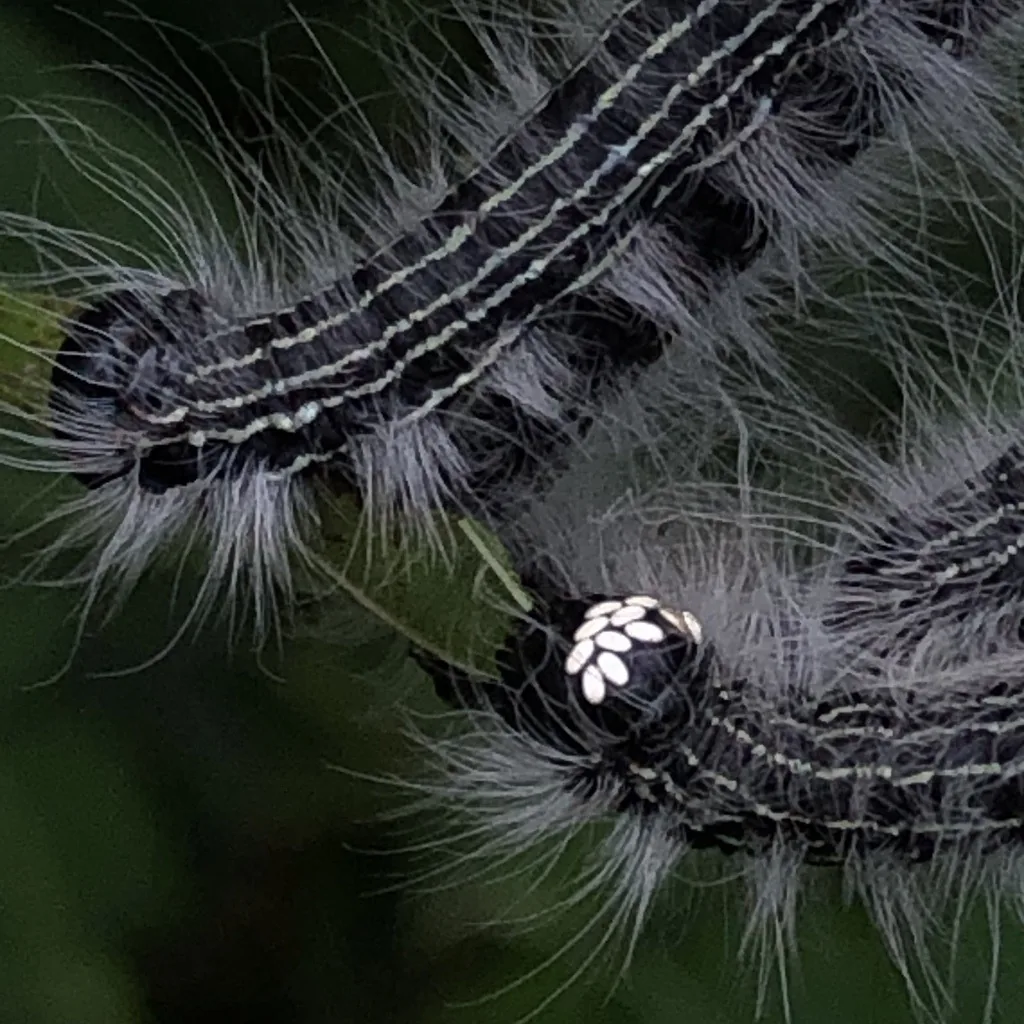 Mature walnut caterpillars, black with long whitish hairs, clustered together