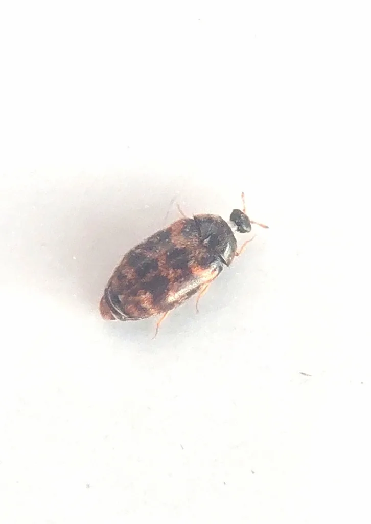 Adult warehouse beetle, a small oval beetle with a mottled brown and pale yellowish pattern on its wing covers, on a white surface