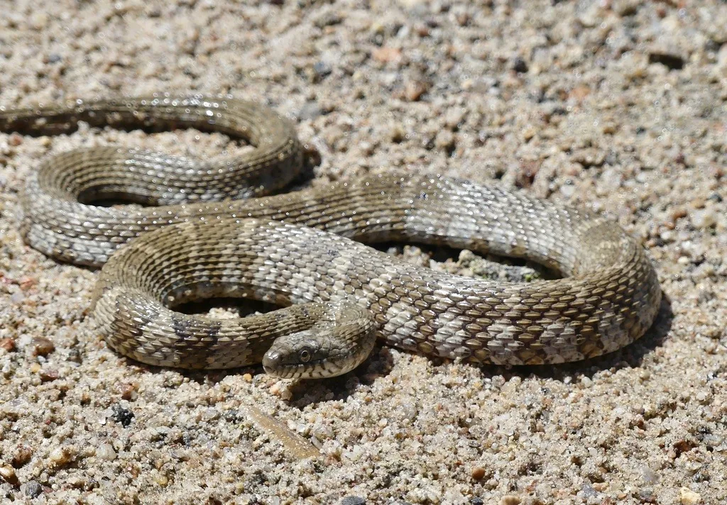 Northern watersnake coiled on sandy gravel, its gray-brown body crossed by darker bands and blotches